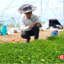 临武县武水镇:科技“加码” 小辣椒成增收“致富椒”