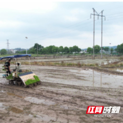 临武县武水镇:机械化插秧提速增效 3800亩早稻栽插近尾声