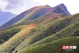 临武县通天山：万亩野生云锦杜鹃花美如画