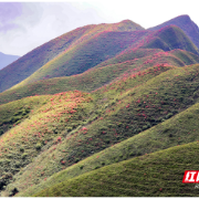 临武县通天山：万亩野生云锦杜鹃花美如画