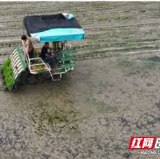 宜章县浆水乡：早稻插秧忙 田间披“新绿”