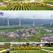 宜章县赤石乡：无人机“飞防”进烟田 科技助农保丰收