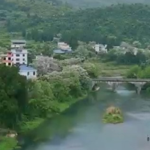 宜章县：春风有信 楝花盛开