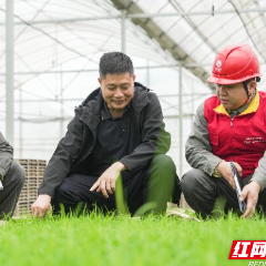 国网安仁县供电公司：“一对一”服务助力粮食丰产丰收