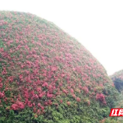 散文 | 泗洲山上杜鹃开