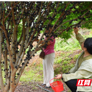 临武县：树干上结“黑玛瑙” 南强嘉宝果丰产啦！