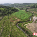 桂阳县:万亩紫云英还田 为土地“增肥”提质