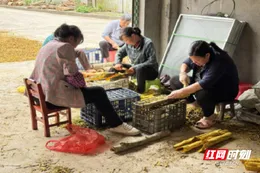 桂东县：黄柏生“金”村民致富