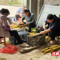 桂东县：黄柏生“金”村民致富