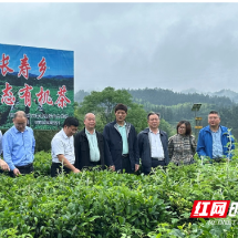 省市茶叶专家团队赴桂东县开展春茶调研及产业技能培训