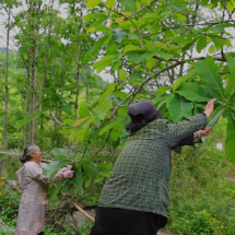 桂东县沤江镇:厚朴花开采收忙 百姓增收“药”飘香
