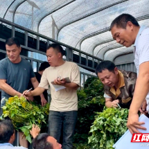 十万株优质红薯苗免费发放——桂阳县莲塘镇宜福村以实干助农