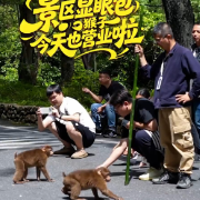 宜章县莽山：“显眼包”猴子 今天也营业啦！