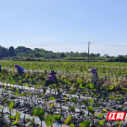 资兴市唐洞街道：立夏至 香芋管护忙