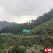 汝城县白毛茶做成特色产业链