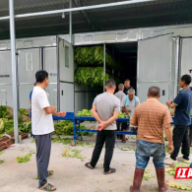 安仁县:唤醒“沉睡”旧厂房 烤出致富“金叶子”