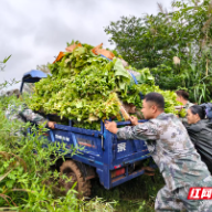 安仁县:暴雨袭烟田 民兵护“金叶”
