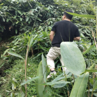 桂东县清泉镇：调解搬进粽叶林 田间巧破地界结