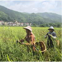 桂阳县：1600亩黄花菜丰收 “小金花”铺就乡村振兴“黄金路”