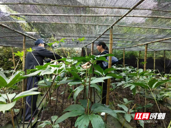 工商银行郴州分行金融赋能桂阳县助力地方烟叶产业振兴