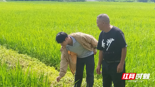 安仁县：专家下田解民忧 科技赋能促丰收