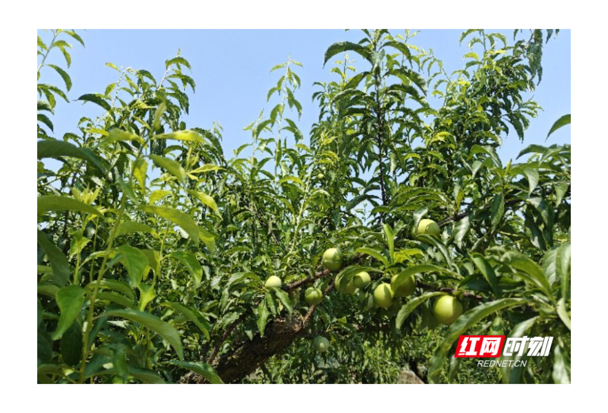 嘉禾县塘村镇:精细管护 小果子铺就乡村振兴致富路