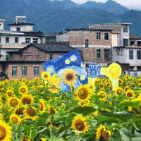 组图 | 汝城县城郭村 向日葵花开惹人醉