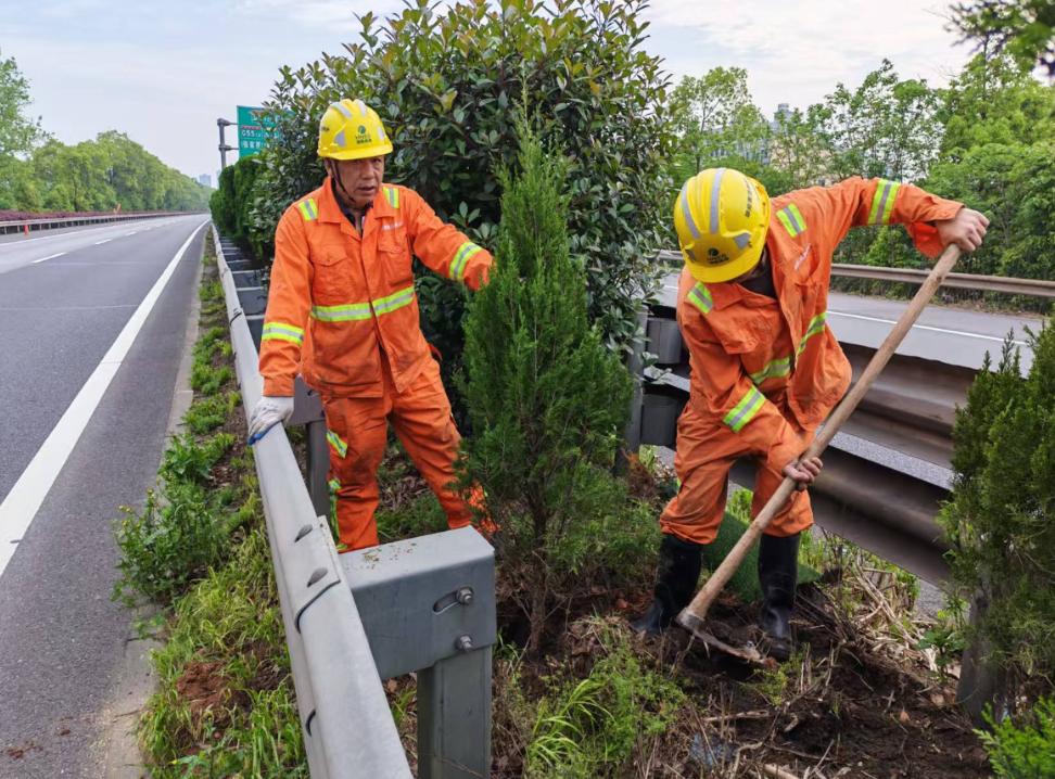 京港澳高速长沙段补种中分带行道树 筑牢安全绿色屏障