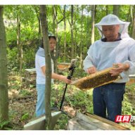 桂阳县：华中中蜂繁育忙 甜蜜经济促振兴