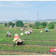 安仁县：盘活资源延链条   药材产业促振兴
