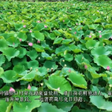 宜章县五岭镇浒口村：晴雨荷塘美景如画