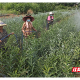 嘉禾县石桥镇：盘活撂荒地 开出致富花