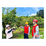 国网桂阳县供电公司：电力赋能特色林果产业增收