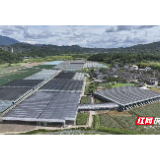 苏仙区:坳上古村蔬菜种植规模化描摹乡村振兴新图景