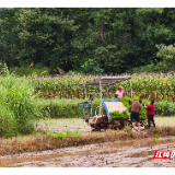 宜章县白石渡镇:机械插秧抢农时 科技赋能保粮安