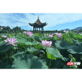 组图 | 安仁县高陂村:荷塘美景引客来 志愿保洁护乡颜