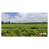 药香提质产业链 桂阳中药材正加速实现从“卖原料”到“卖产品”蝶变