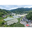 桂东县寨前镇:湾区订单落到高山菜地