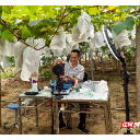 苏仙区卜里坪街道长冲铺村:葡萄架下直播忙 电商助农促增收