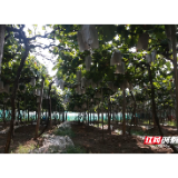 苏仙区许家洞镇温泉村：小葡萄“串”起大产业 农旅融合铺就富民路