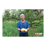 临武县：从打工返乡到四季生金 邓春陆的“黄金果”致富经