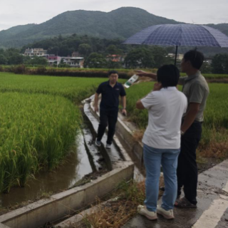 中华财险临武县支公司快速查勘水稻病虫害 护航粮食生产