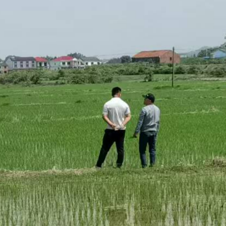 国寿财险岳阳市平江县支公司:“农业保险+”模式助力平江早稻丰产