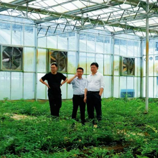 走进黄精生长的地方——工商银行湖南分行精准支持黄精产业链