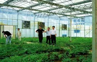 走进黄精生长的地方——工商银行湖南分行精准支持黄精产业链