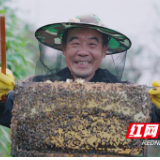桂东：贫困户养蜂酿出脱贫致富“蜜”