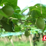 盛夏的果实 | 桂东县：罗汉果结出致富“金果子”