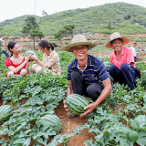 临武县水东镇长竹园村：“脱贫”瓜 甜心里