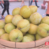 汝城第三届奈李节在文明沙洲启幕 游客乐享“李”文化盛宴