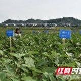 郴州农业科研迎来年中大检阅